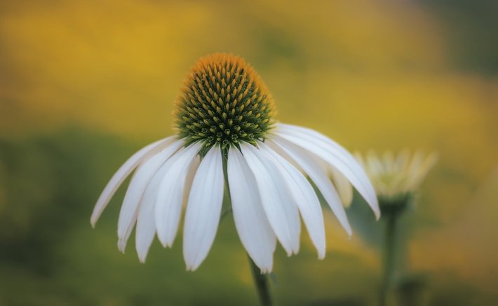 Wildflower Notebook: Writing Prompts from the Garden